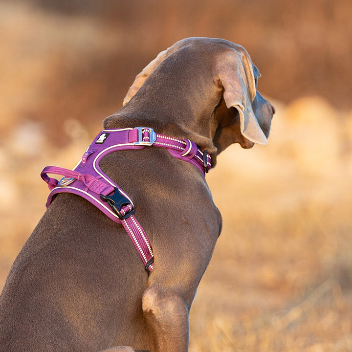 No Pull Harness Purple M โ image 4
