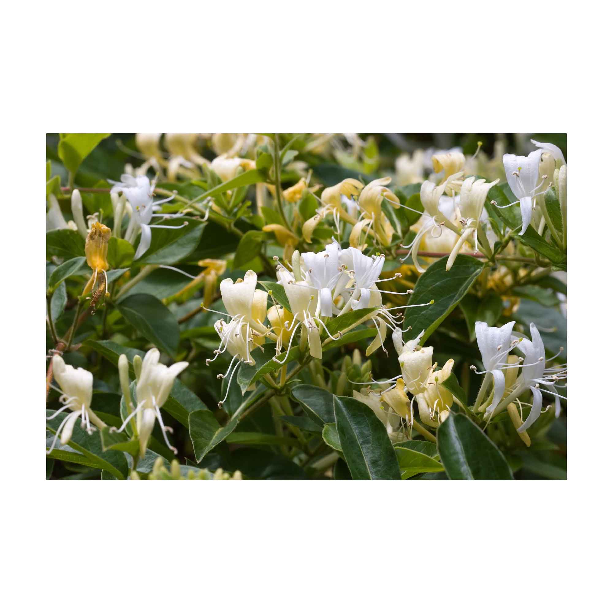 Orku 4x 100g Plant Oil Soap Honeysuckle Jasmine Bar Australian — image 2