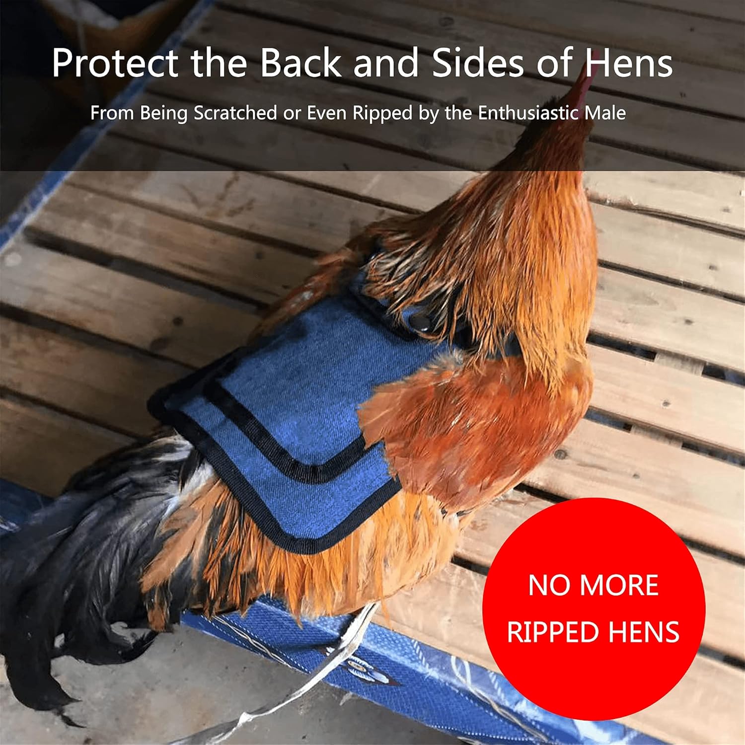 3 Piece Chicken Saddle Set Red/Blue/Purple Elastic Strap Back and Side Protection Poultry Accessories — image 3