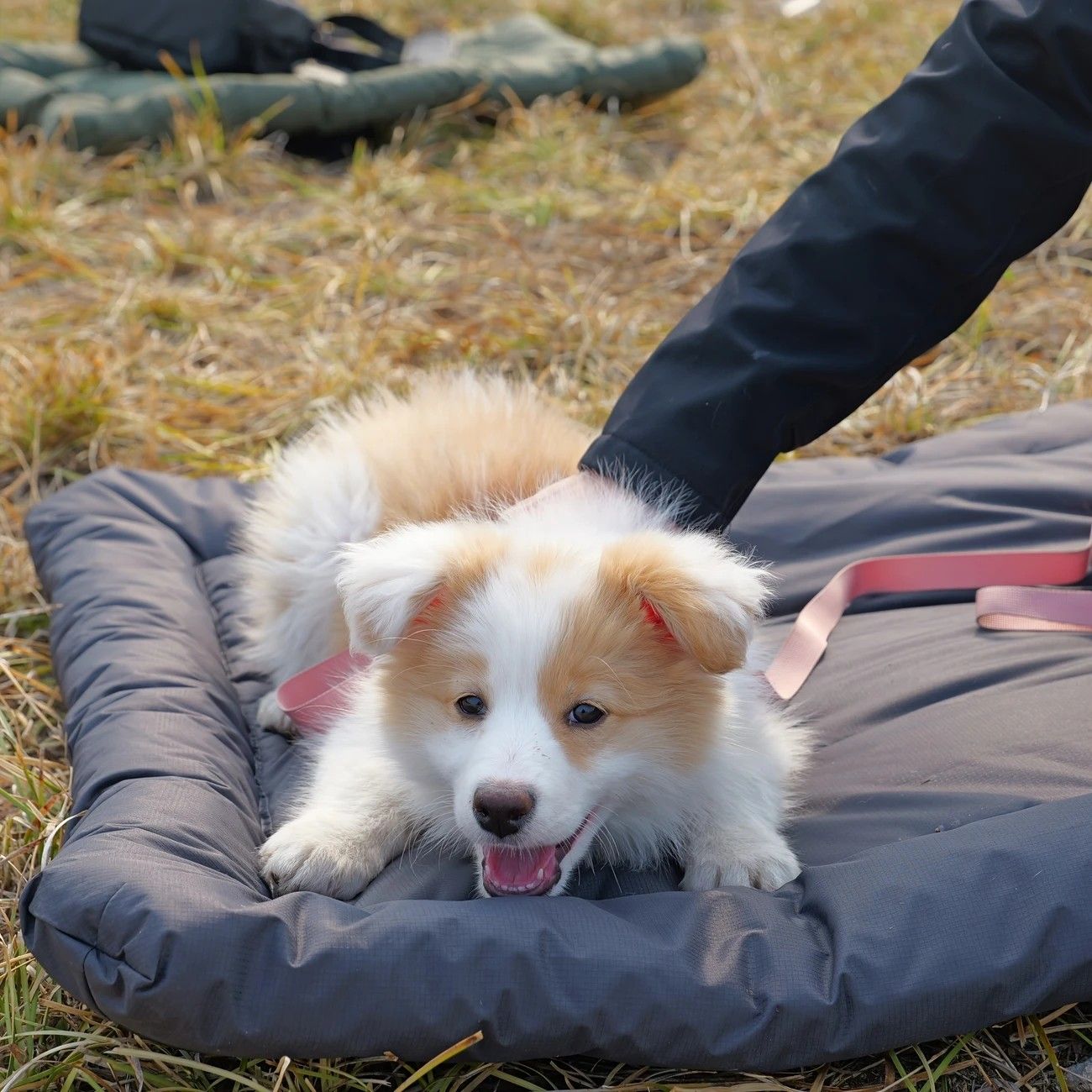 High-Quality Pet Portable Moisture-Proof Mattress, 120 × 80cm Large Size, Foldable for Storage, Wear-Resistant and Waterproof, All-Season Use, Suitable for — image 3