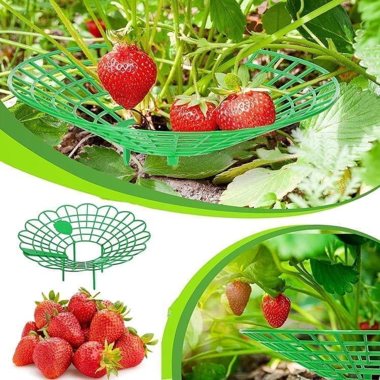10-Pack Strawberry Holder Plant Support for Strawberries and Vegetables, 10.2 Inches — image 2