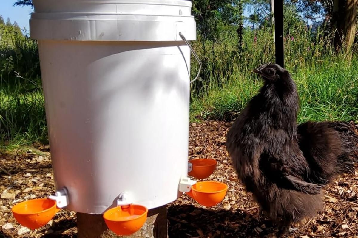 10Pcs Chicken Water Cup Feeder Automatic Drinking Bowl Poultry Cup-Orange โ image 2