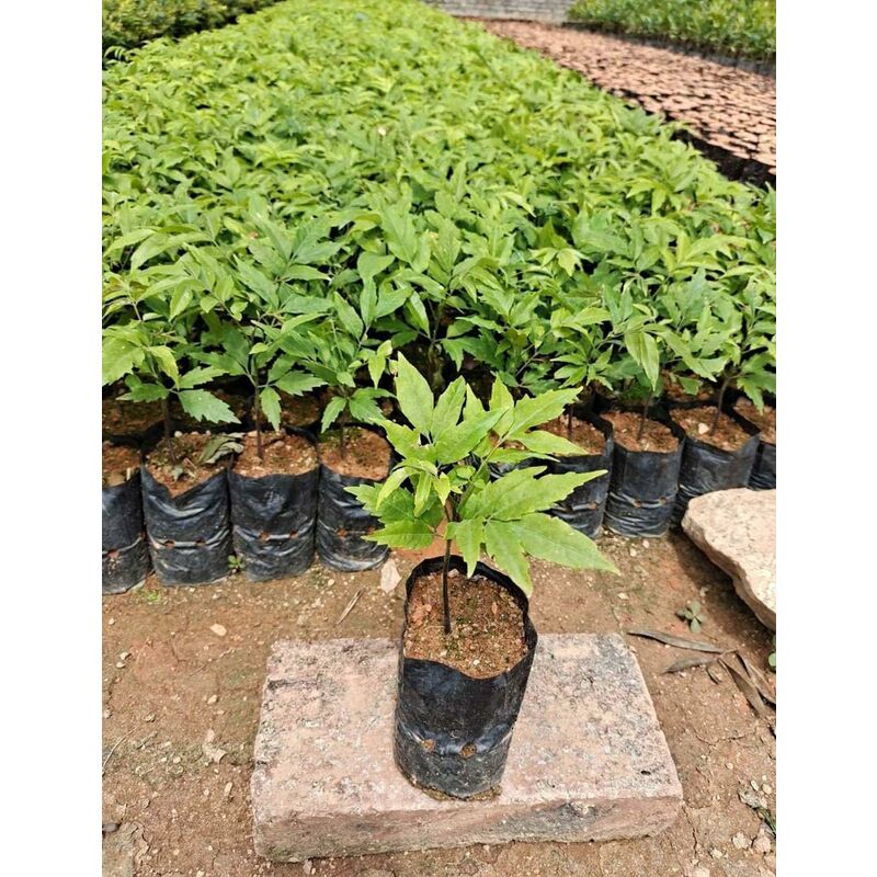 100 pcs Thickened Plastic Plant Nursery Bags Fruit Flower Seedling Planting Bags Garden Plant Grow Bags With Breathable — image 4