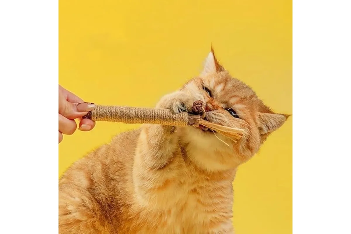 5 Pack Natural Silvervine Sticks Cat Dental Chew Toy Teeth Cleaning Kitten Bite โ image 5
