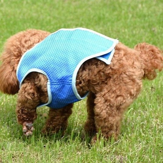 Pet Cooling Vest Summer Dog Cat — image 2