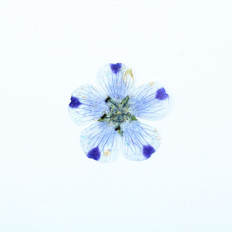 Real Dried Pressed Flowers Leaves Mixed Pack Scrapbooking Embellishments for DIY Resin Ornament(9 flowers)