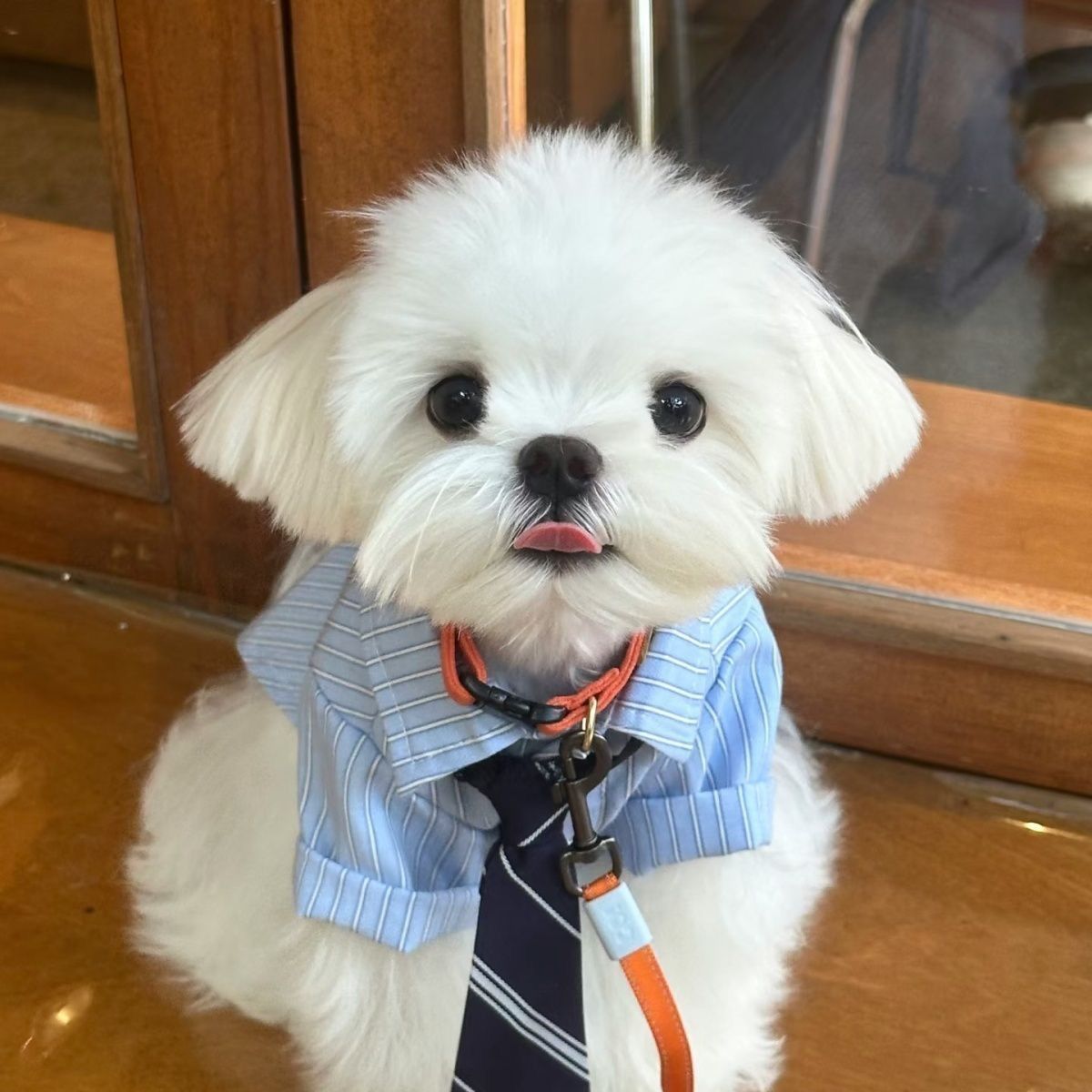 Lightweight Spring Summer Pet Shirt for Cats & Dogs, Smart Stylish Collared Outfit With Tie, Green, Size S, Back Length 24cm, Suitable for 3‑4kg Pets — image 4