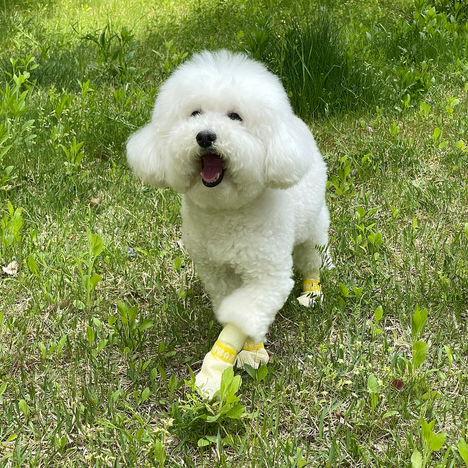28pc X Dog Shoes Waterproof Disposable Boots Anti-Slip Pet Socks L YELLOW โ image 2