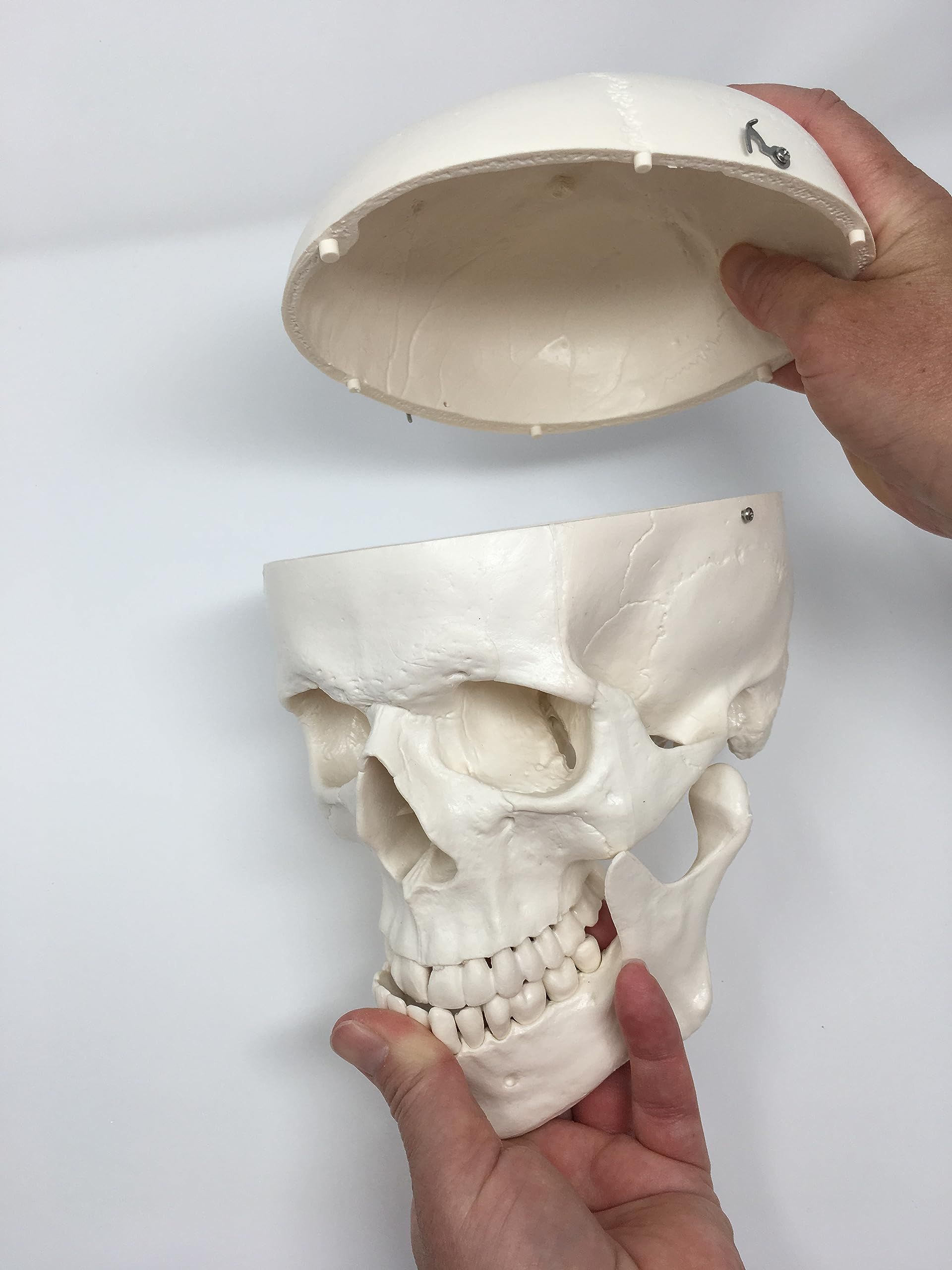 Medical Anatomical Skull Model - 3 Parts - Life Sized Human Mold Perfect Study Tool The mold is authentic — image 5