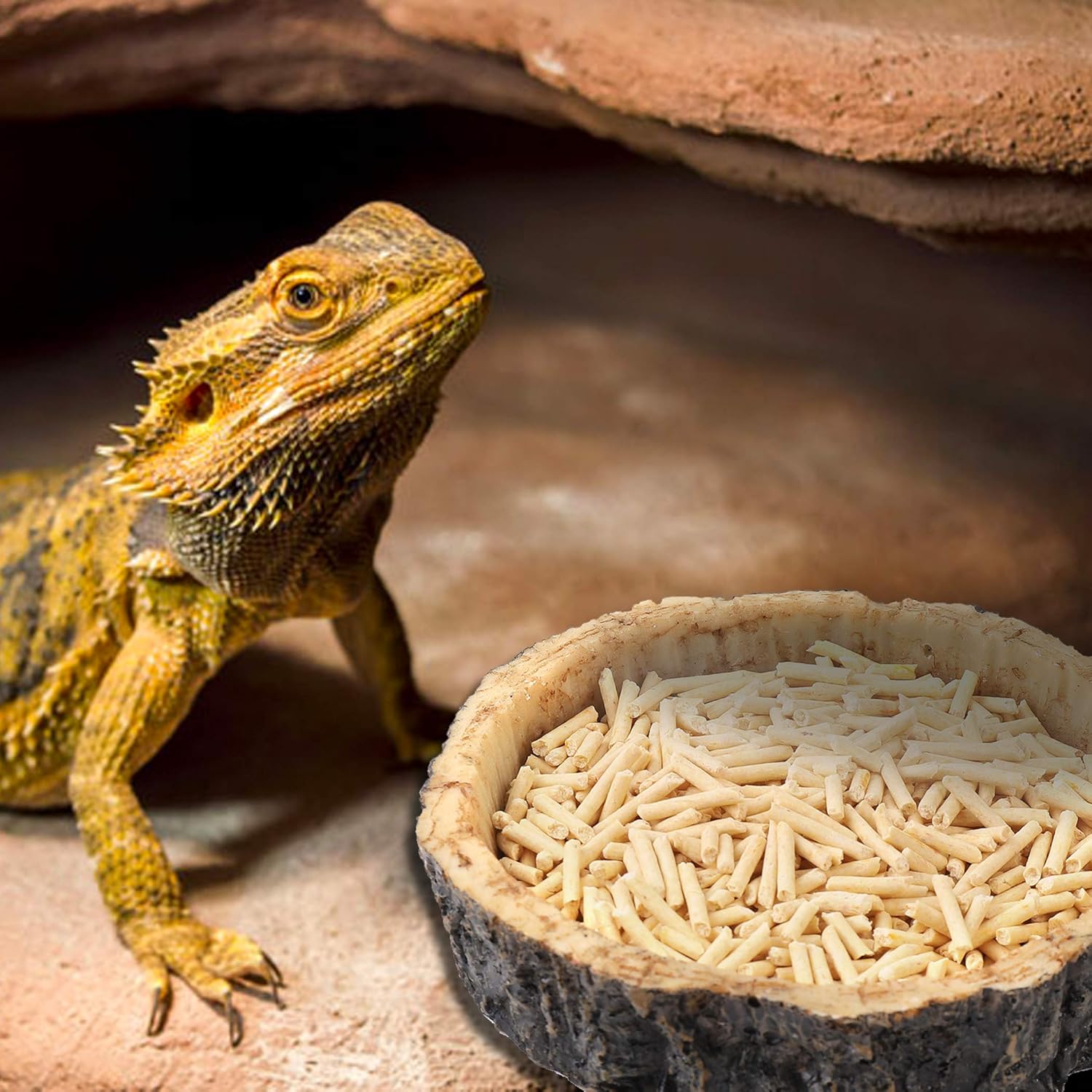 2 Pack Reptile Water and Food Bowls, Novelty Food Bowl for Lizards, Young Bearded Dragons, Small Snakes and More - Made from BPA-Free Plastic โ image 2