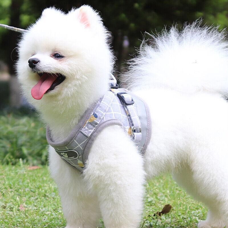 Grey Kitten Dog Cat Walking Harness Lead Leash Collar Pet Vest Mesh Adjustable - M — image 6