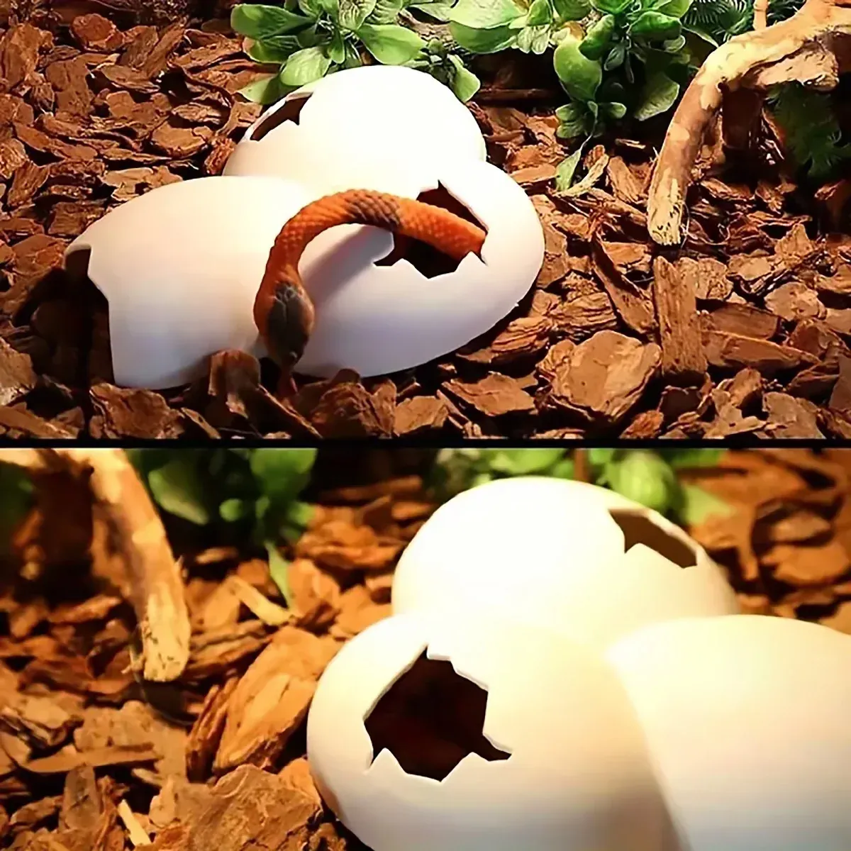 Reptile Hideout Plastic Cave Decorative Shelter for Lizard Snake Spider Habitat - Eggshell Set of 2 โ image 5