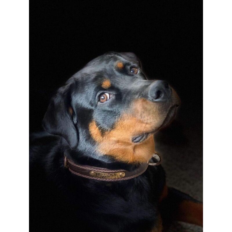 Premium Genuine Leather Dog Collar/Durable Real Leather Adjustable Collars For Male Female (size: M) — image 4