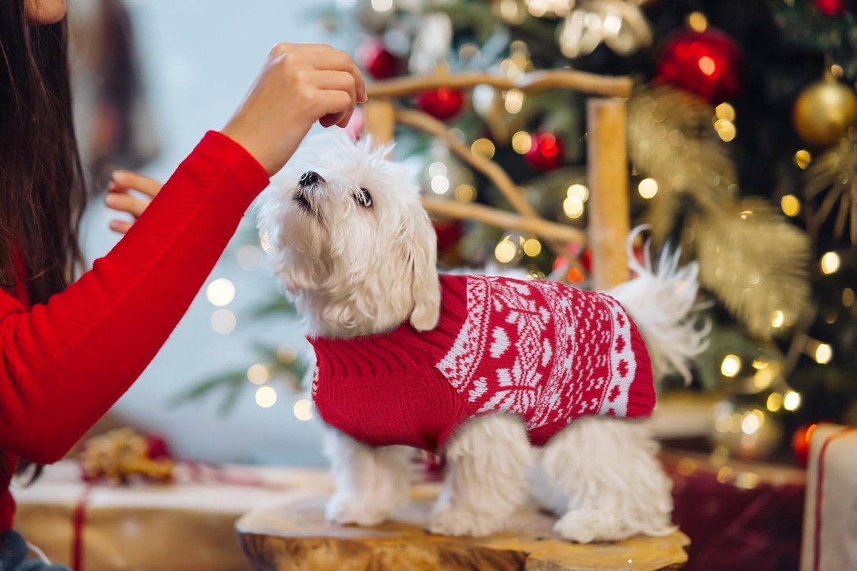 Dog sweater - Christmas sweaters for dogs - Sleeveless dog sweaters - Dog coat - Warm sweater for puppies in autumn and winter - Ugly sweater - Perfect for — image 4
