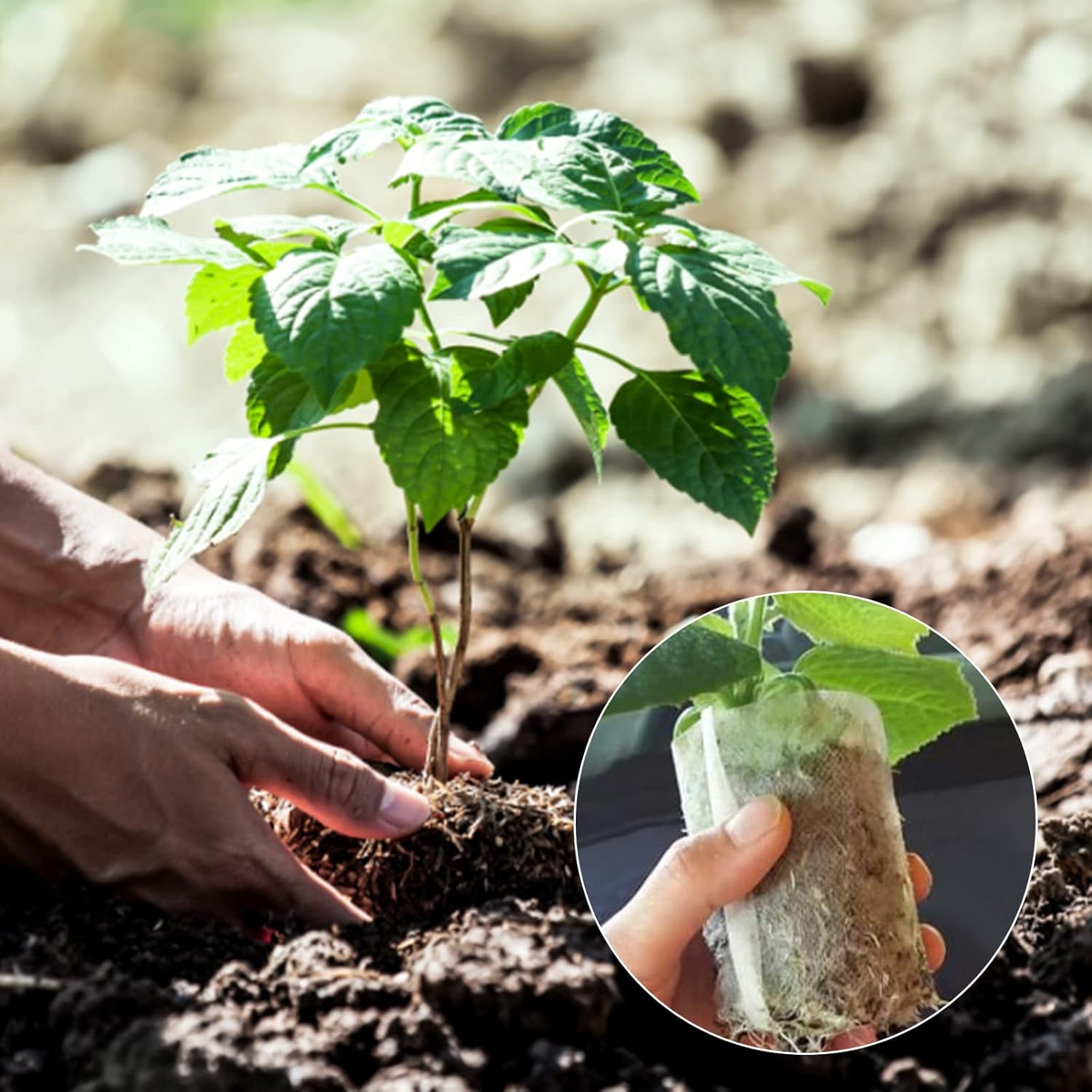 Non-Woven Seedling Grow Bags, Breathable Plant Nursery Pots for Herbs, Cuttings and Seed Starting, White, 8 x 10 cm โ image 5