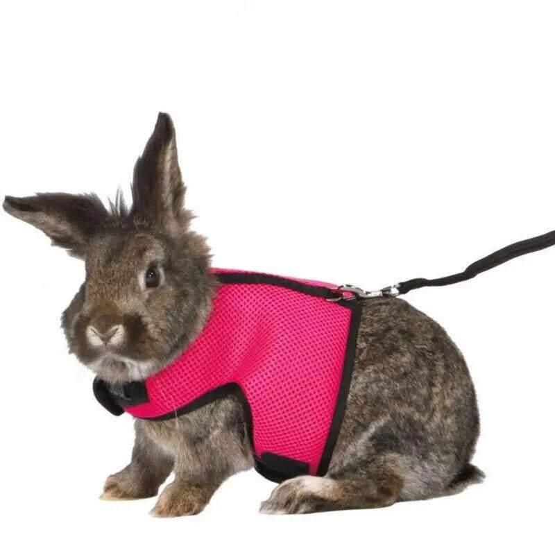 Small Animal Harness Guinea Pig Forret Hamster Rabbit Squirrel Vest Clothes Lead M Size - Blue — image 5