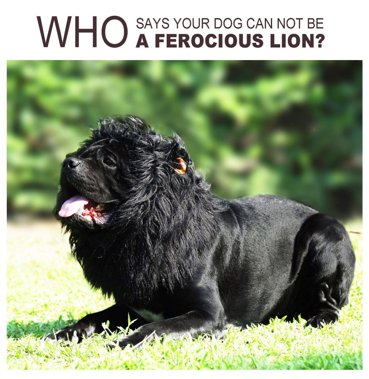 Lion Mane Wig for Dogs with Ears, Funny Pet Costumes for Halloween Christmas - Black - Size L — image 5