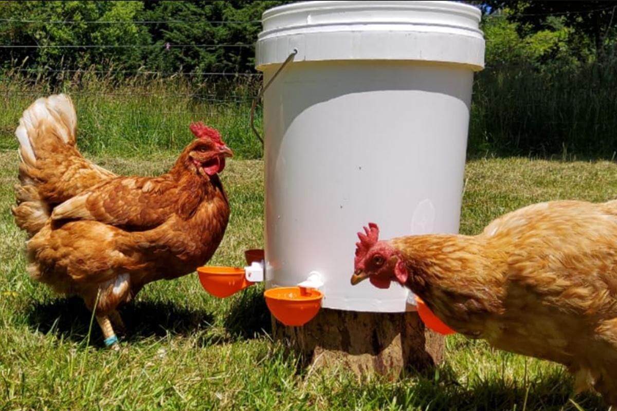 10Pcs Chicken Water Cup Feeder Automatic Drinking Bowl Poultry Cup-Orange โ image 4