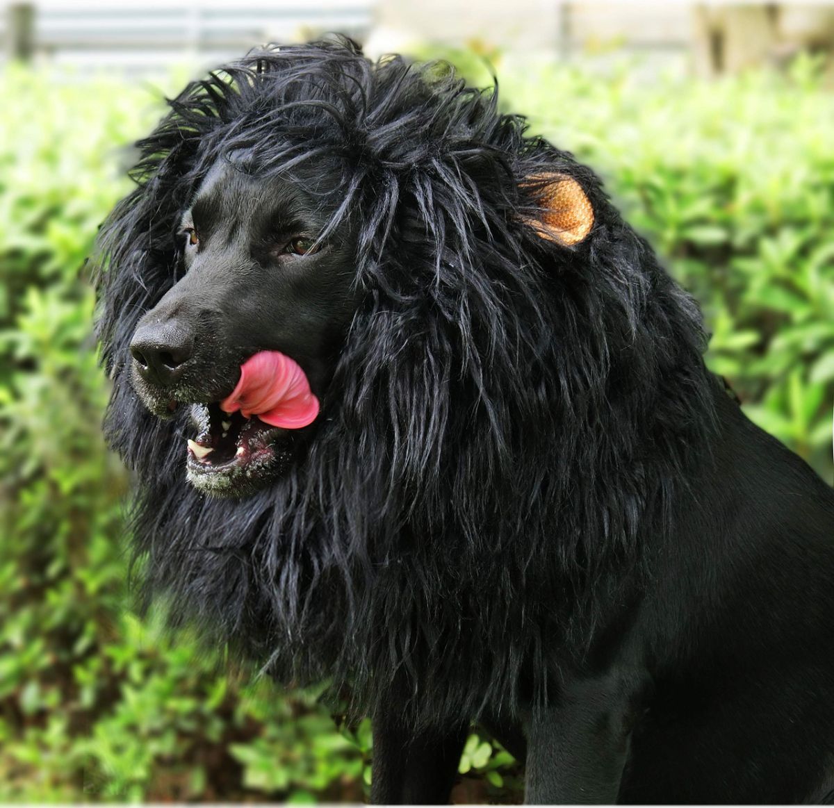 Lion Mane Wig for Dogs with Ears, Funny Pet Costumes for Halloween Christmas - Black - Size L — image 2