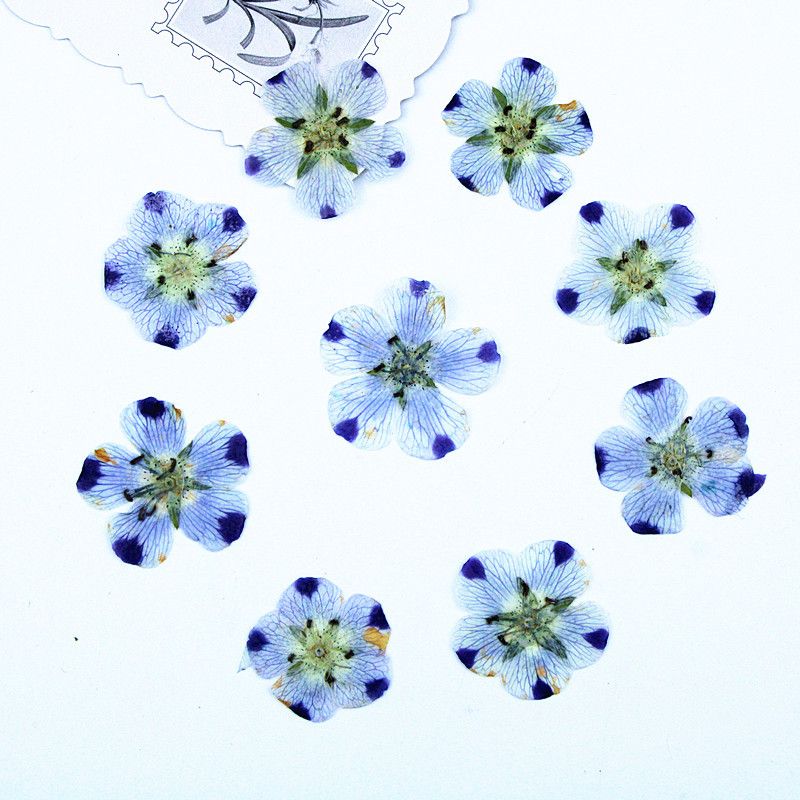 Real Dried Pressed Flowers Leaves Mixed Pack Scrapbooking Embellishments for DIY Resin Ornament(9 flowers) — image 4