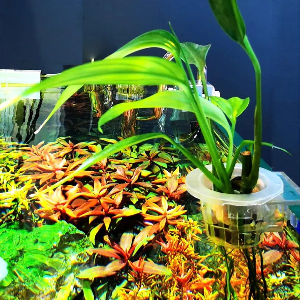 Adjustable Wall Mounted Aquatic Plant Cup for Emersed Plants Water Grass Holder โ image 4