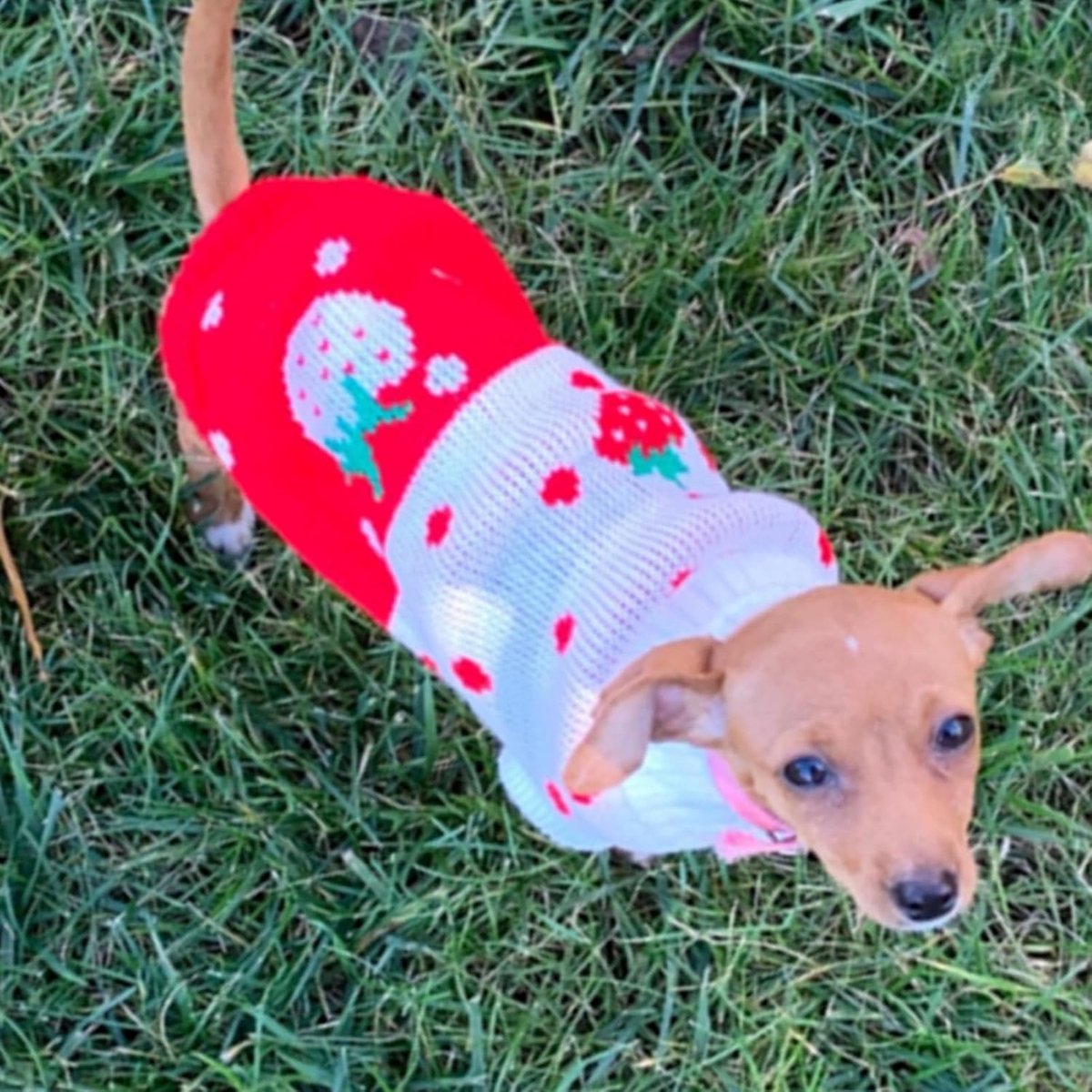 Dog Coat - Dog Sweater - Classic Turtleneck Knit Dog Sweater - Warm Winter Dog Clothes - Cute Strawberry Heart Pattern - Perfect for Small and Medium — image 3