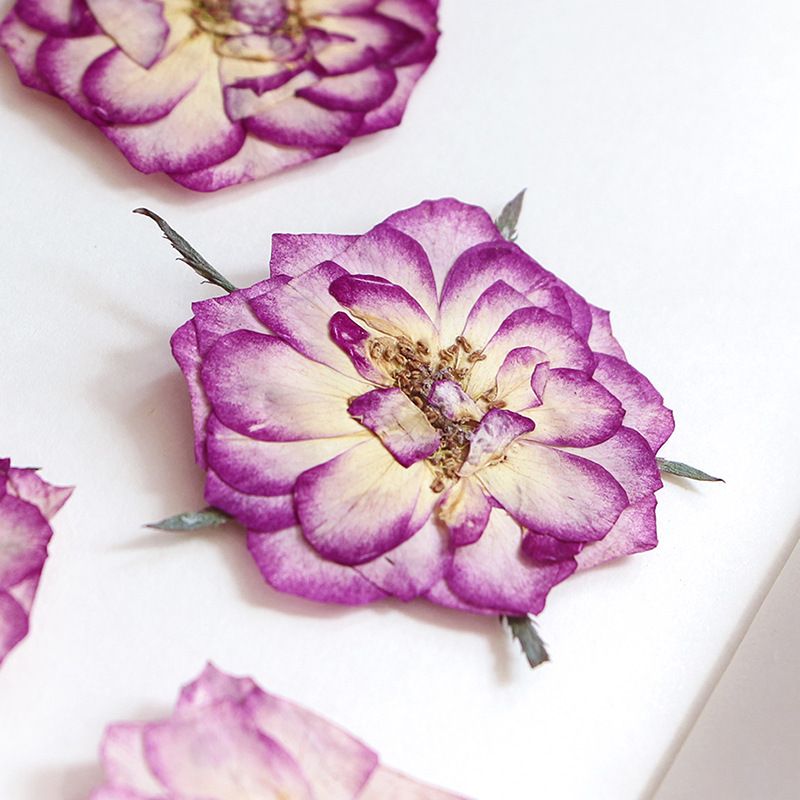 Large Purple Dried Pressed Flower for Resin, Big Real Nature Pressing Floral Leaves for DIY Craft, Candle Scrapbooking Supplies — image 3