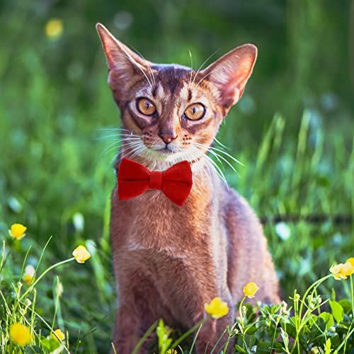2 Pcs Velvet Cat Collar with Bell and Bowtie, Adjustable Breakaway Cat Collars Kitten Small Puppy Safety Bow Tie Solid Wedding — image 4