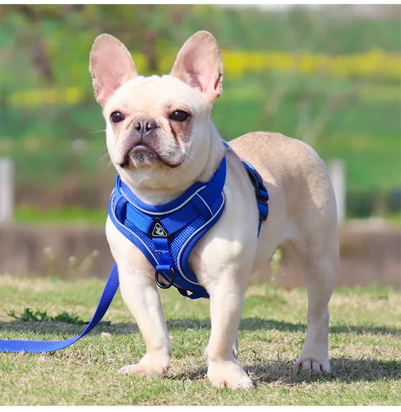 Blue Reflective Mesh Dog Harness and Leash Set - Adjustable No-Pull Vest - M โ image 3