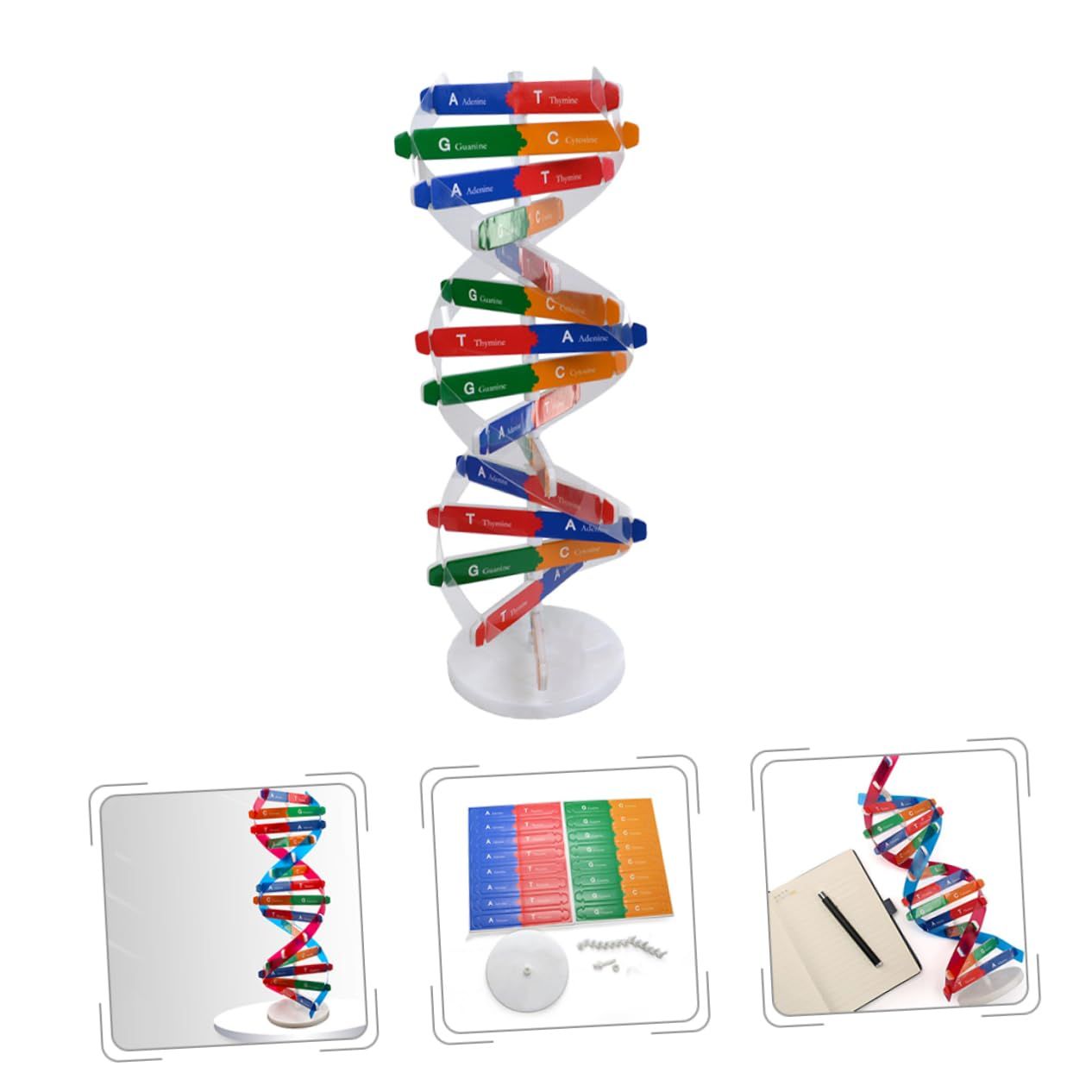 DNA Double Helix Model of Molecular Structure — image 3