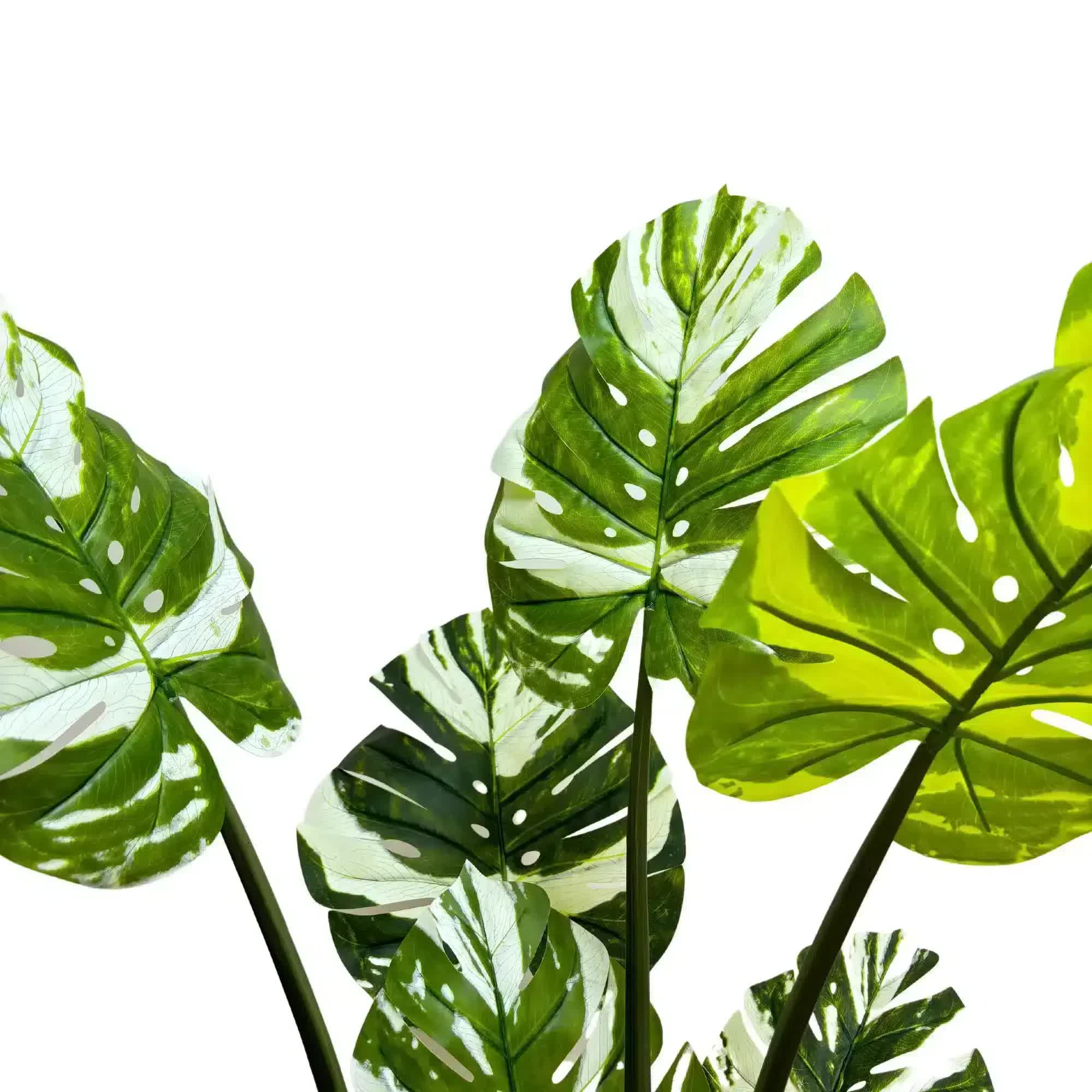 Premium Artificial Potted Monstera Albo 150cm โ image 5