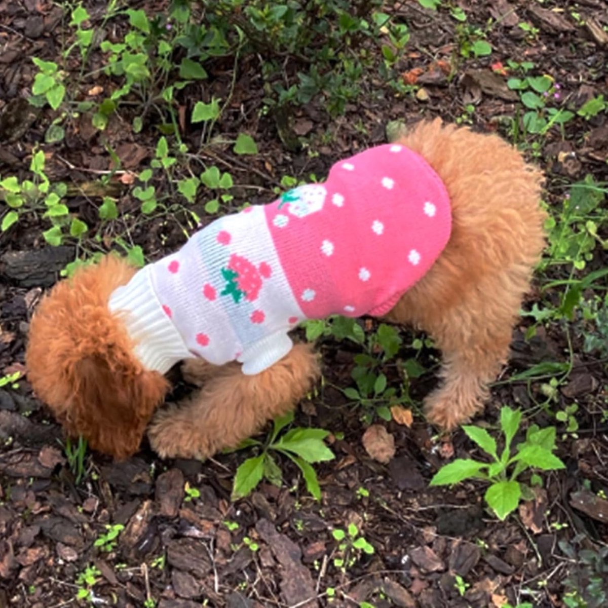 Dog Coat - Dog Sweater - Classic Turtleneck Knit Dog Sweater - Warm Winter Dog Clothes - Cute Strawberry Heart Pattern - Perfect for Small and Medium Dogs — image 2