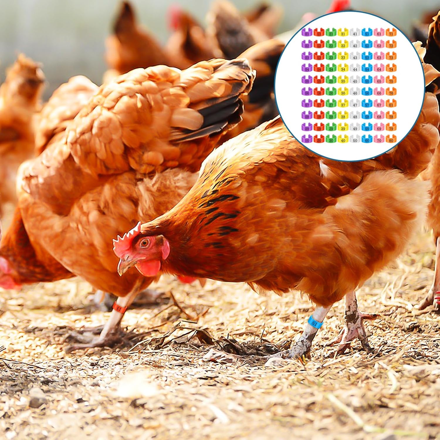 80 Pcs Chicken Leg Bands, 16mm Chicken Leg Bands with 8 Colors, Colorful 01-80 Numbered Chicken Identification Leg Bands Duck Poultry Leg Tags for Chicks Ducks โ image 3