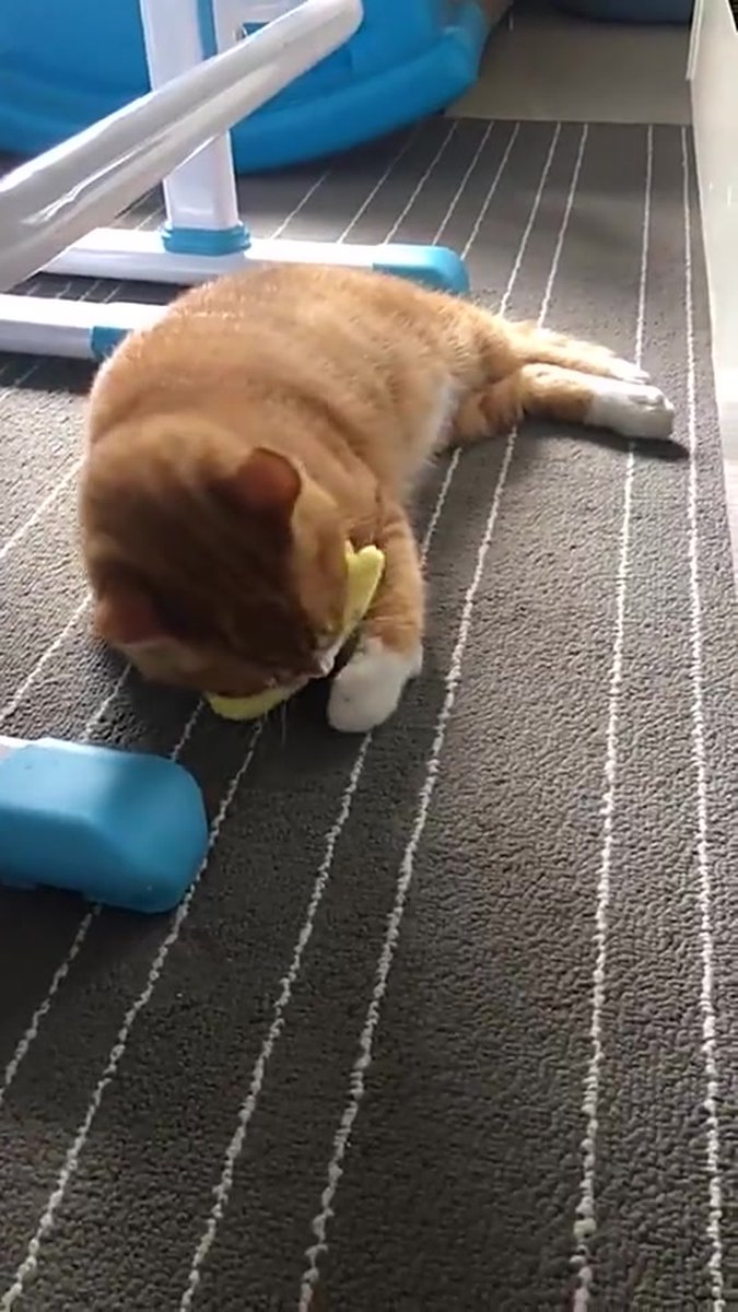 Catnip Plush Toy | Cat Toys | Catnip | Cat Toys | BLUE โ image 2