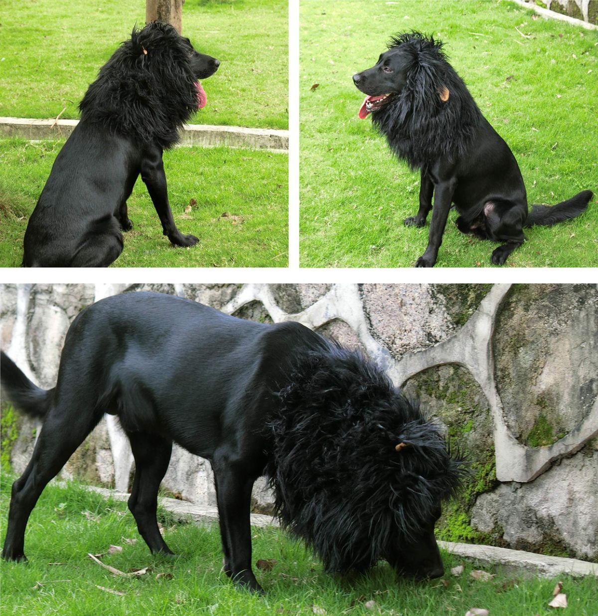 Lion Mane Wig for Dogs with Ears, Funny Pet Costumes for Halloween Christmas - Black - Size L — image 3