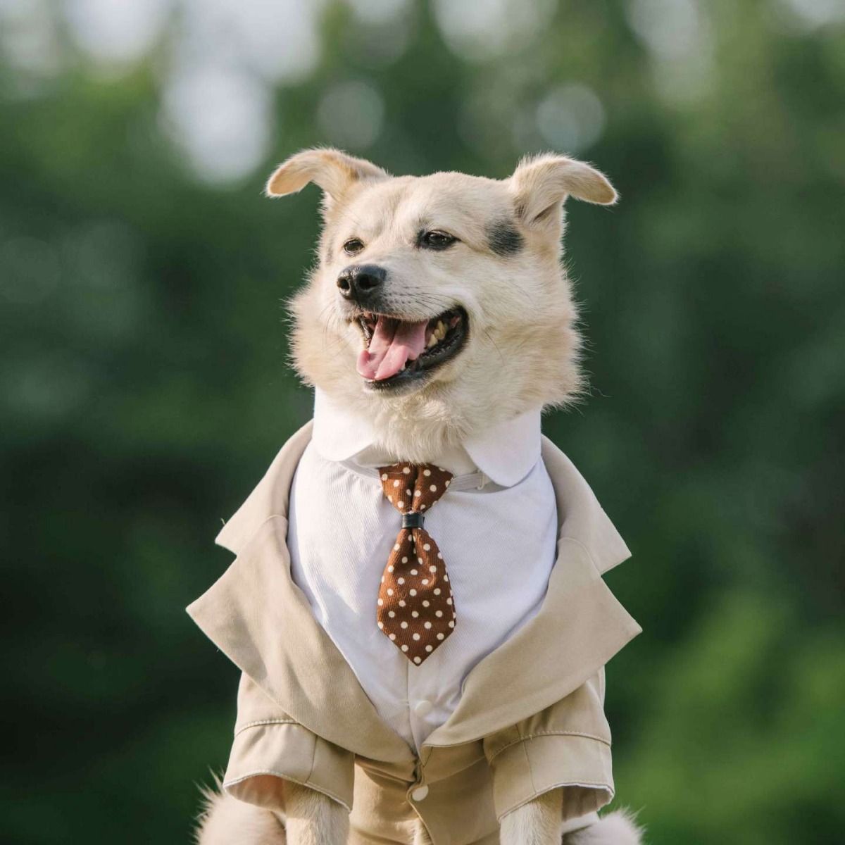 Pet Suit Dog Tuxedo Wedding little tail Polyester Khaki XL Size: XL; Neck (cm): 38-44; Bust (cm): 50-58; Back length (cm): 36-40; Recommended pet weight (kg) — image 4