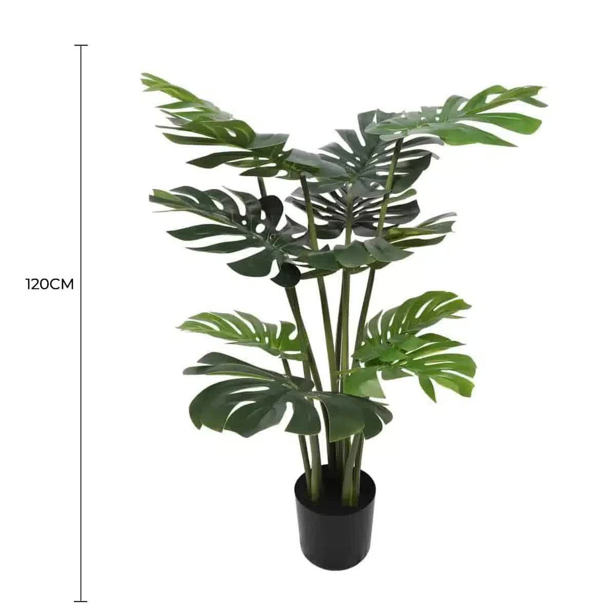 Split Philodendron Monstera Deliciosa (Split Leaf) 120cm โ image 2