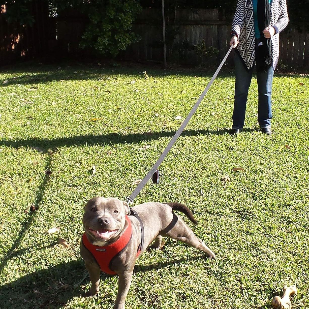Reflective Dog Leash with Dual Handles - Anti-Shock Nylon Pet Lead for Large Medium Dogs - No-Pull Training Leash - Sky Blue 1.5m — image 3