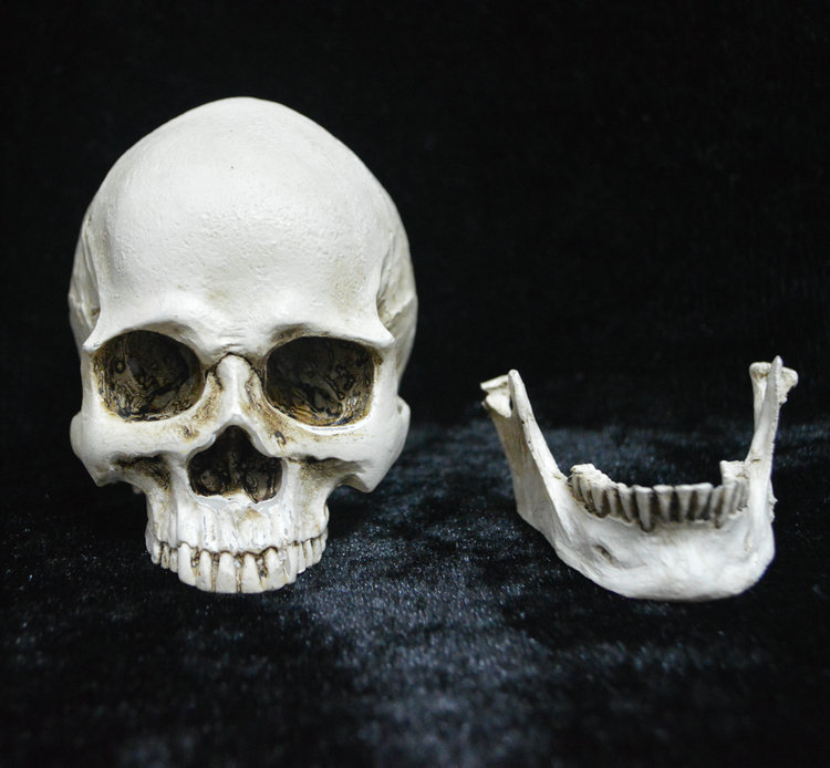Life-size Replica of Realistic Human Skull, Head Bone Model, Anatomy White Resin Skull High Precision Teaching Tool Halloween Decor โ image 3