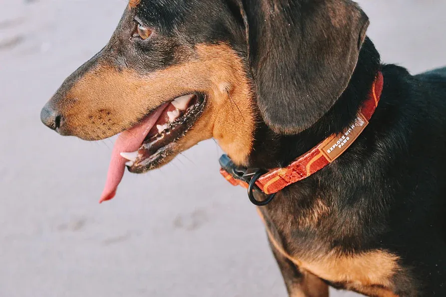 Designer Dog Collars — image 2