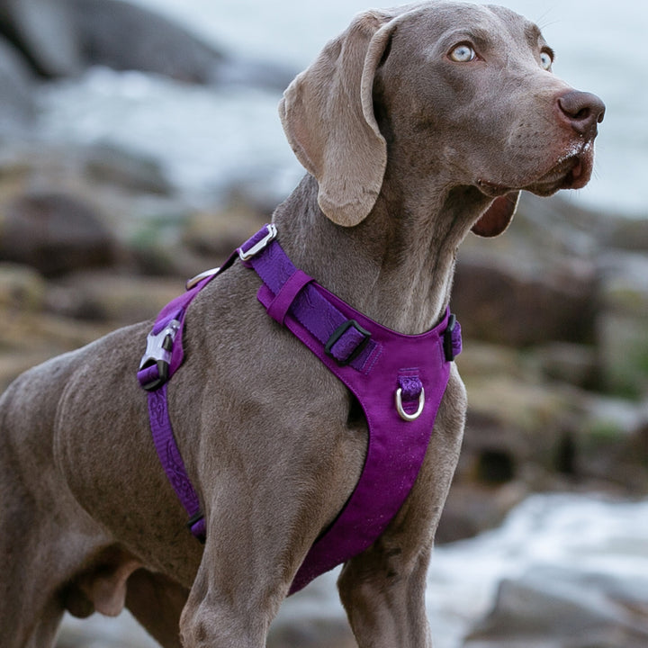 Lightweight Harness Purple XS — image 4