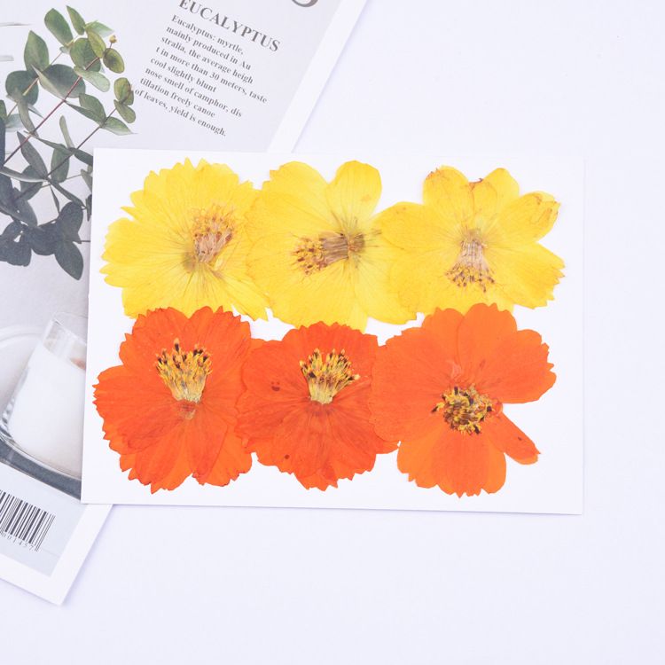 Dried Pressed Flowers for Resin Molds,Real Natural Pressed Flowers for DIY Art Crafts,Candle Making, Nails Décor,Phone Case(12pcs) — image 5