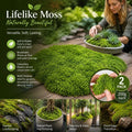 Light Green Bulk Preserved Moss Terrarium Landscape Kit Set of 2 Bags 200g