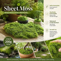 Light Green Bulk Preserved Moss Landscape Decor Set of 4 Bags 200g