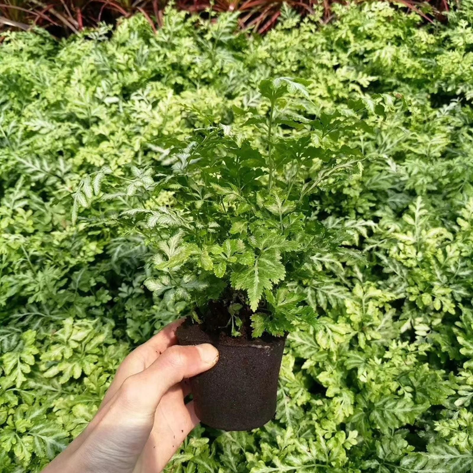 50 Pcs Seedling Block Peat Planting Block for Gardening Hydroponics Soilless Cultivation Plants Germination HRD TN0415