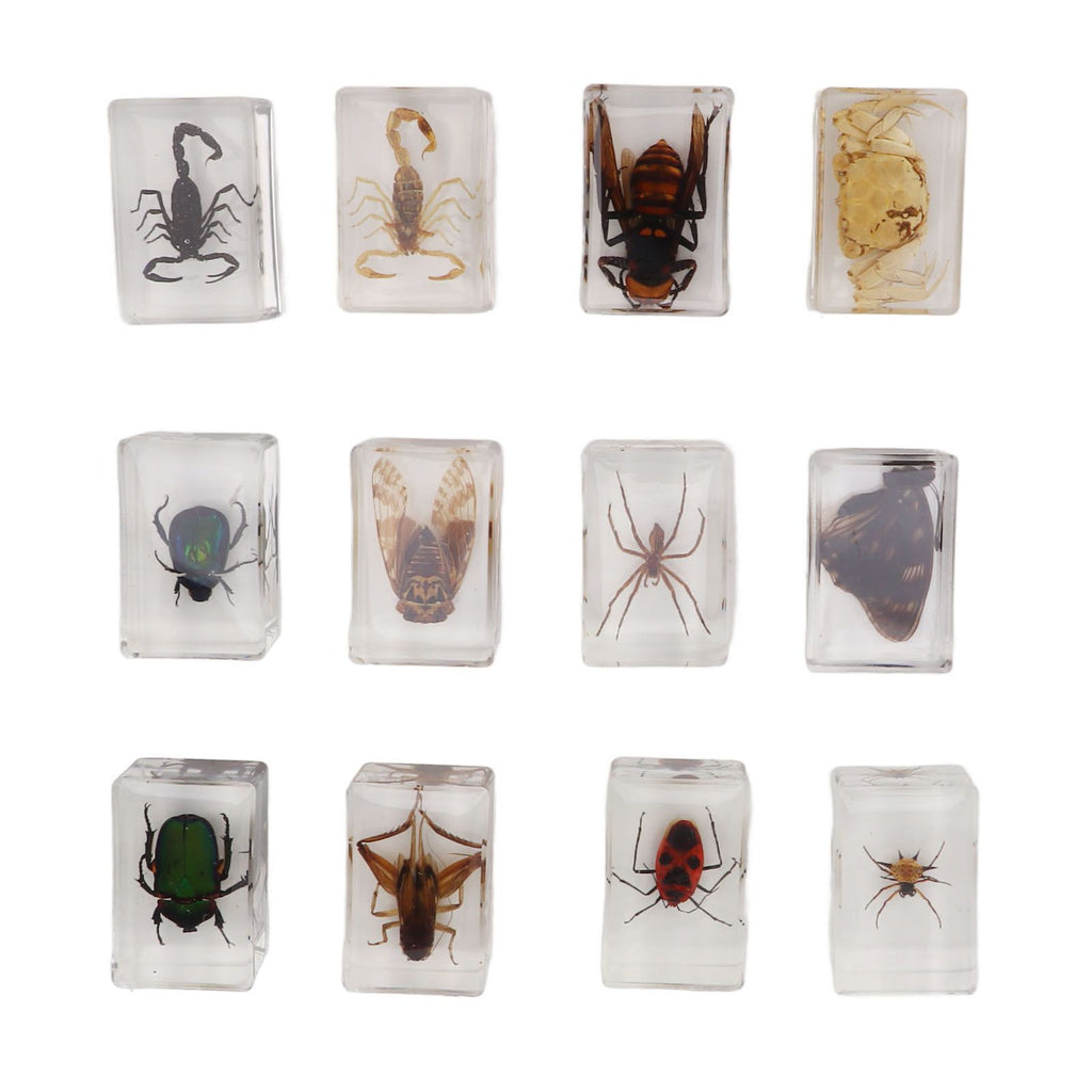 12 Pcs Real Bug Specimens Transparent Resin Science Education Classroom Bug Specimen Sample Tabletop Ornament