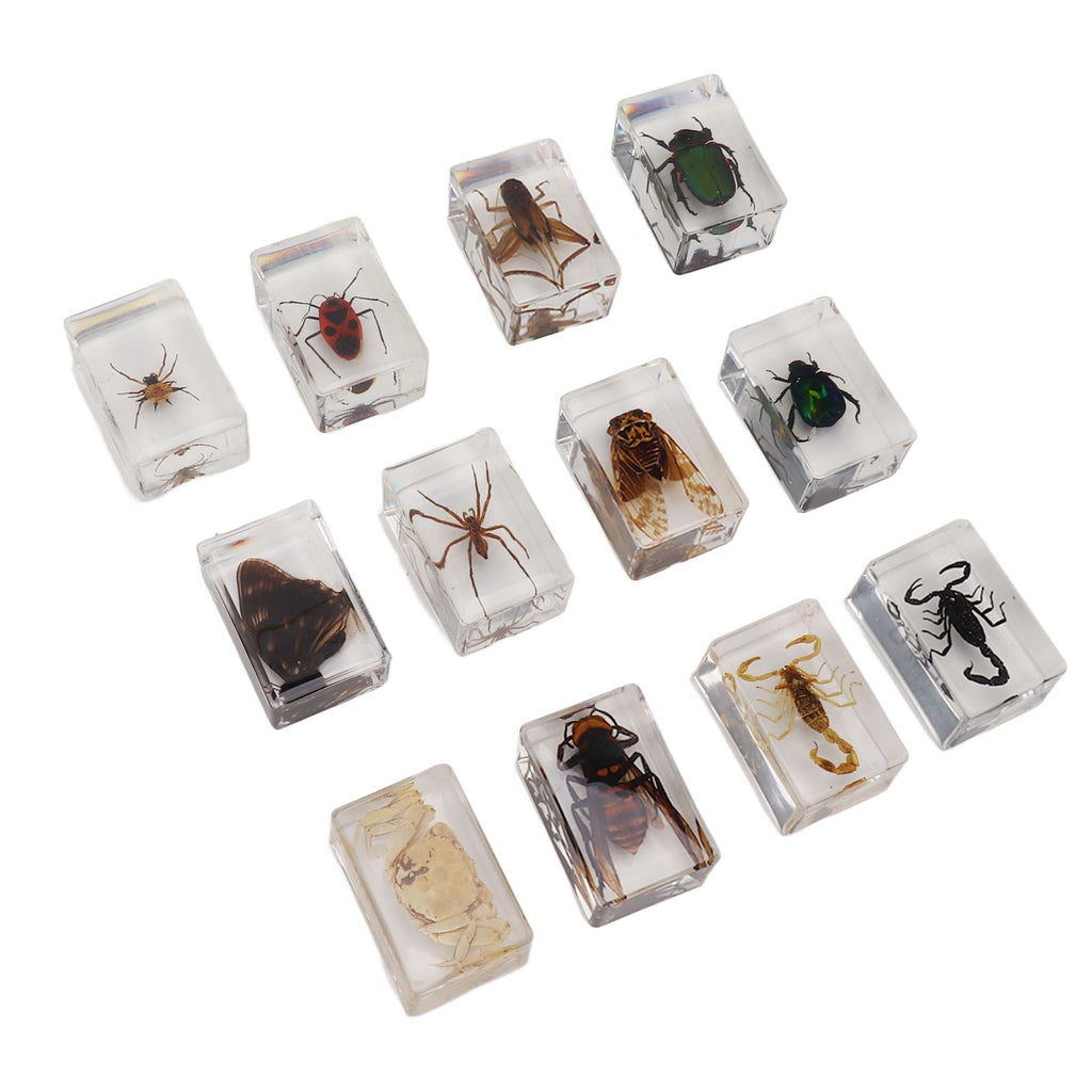 12 Pcs Real Bug Specimens Transparent Resin Science Education Classroom Bug Specimen Sample Tabletop Ornament