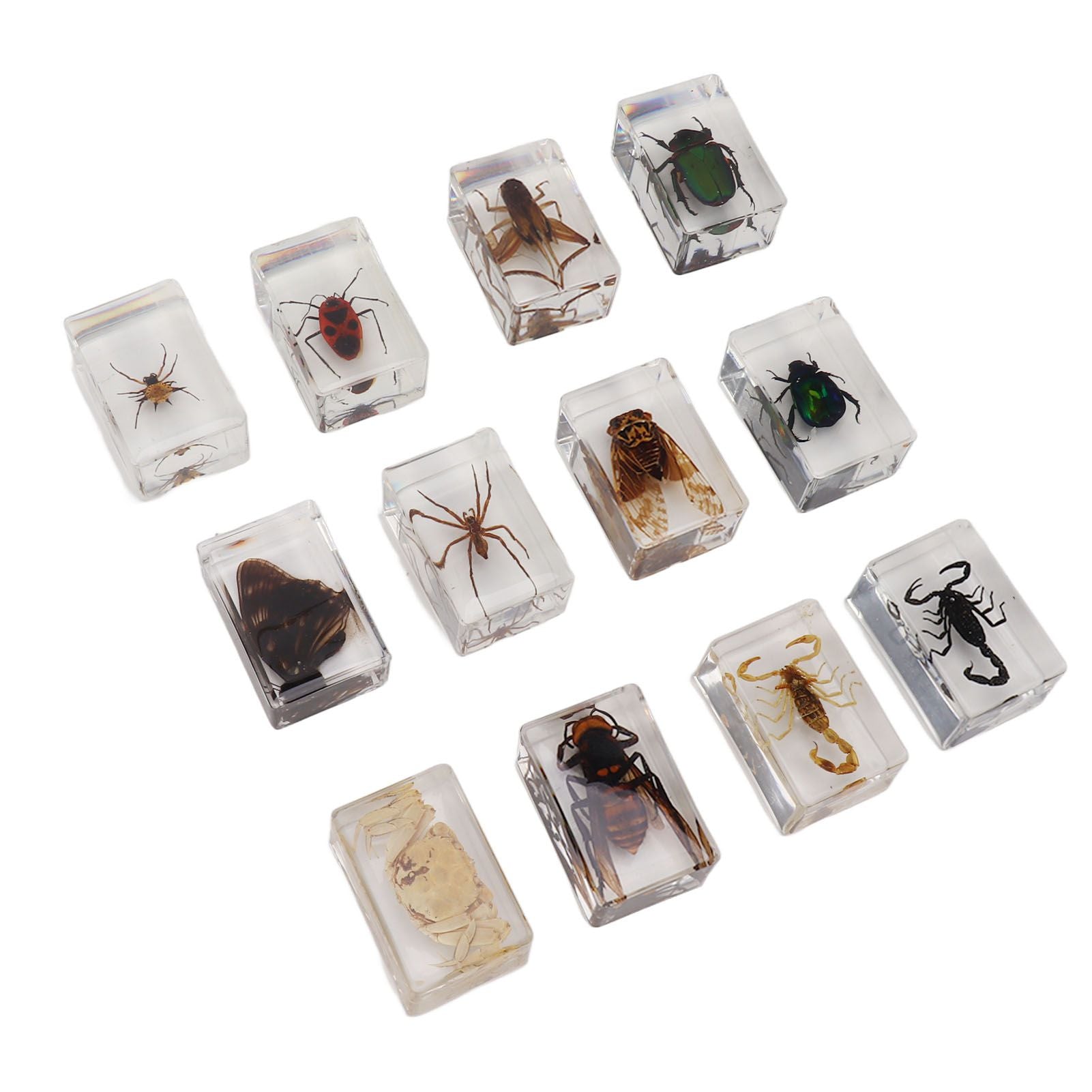 12 Pcs Real Bug Specimens Transparent Resin Science Education Classroom Bug Specimen Sample Tabletop Ornament