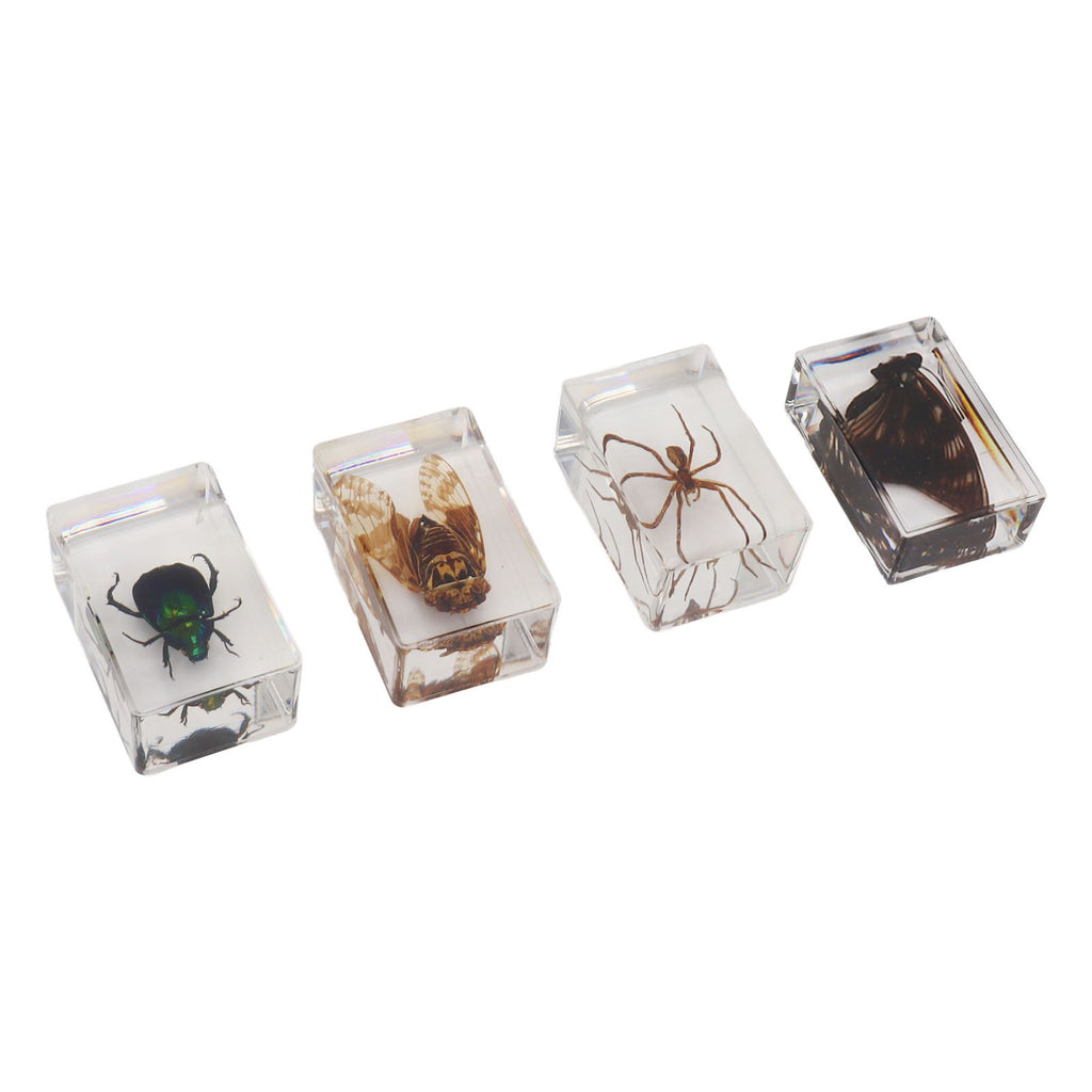 12 Pcs Real Bug Specimens Transparent Resin Science Education Classroom Bug Specimen Sample Tabletop Ornament