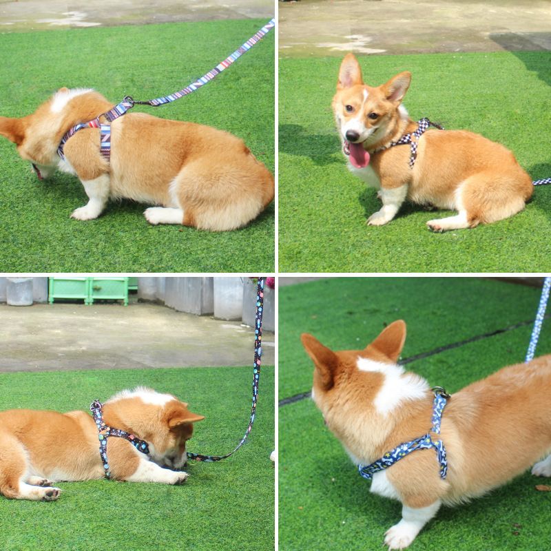 Pet Dog Chest Strap Harness Set Polyester Line (chest back + traction rope) M code
